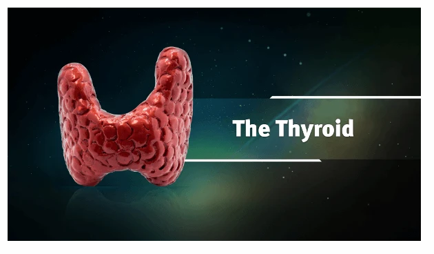 Ayurveda & Thyroid Health (Ayurveda on Root Causes of Thyroid, Diagnosis of Thyroid and Thyroid Diet) - Image 3