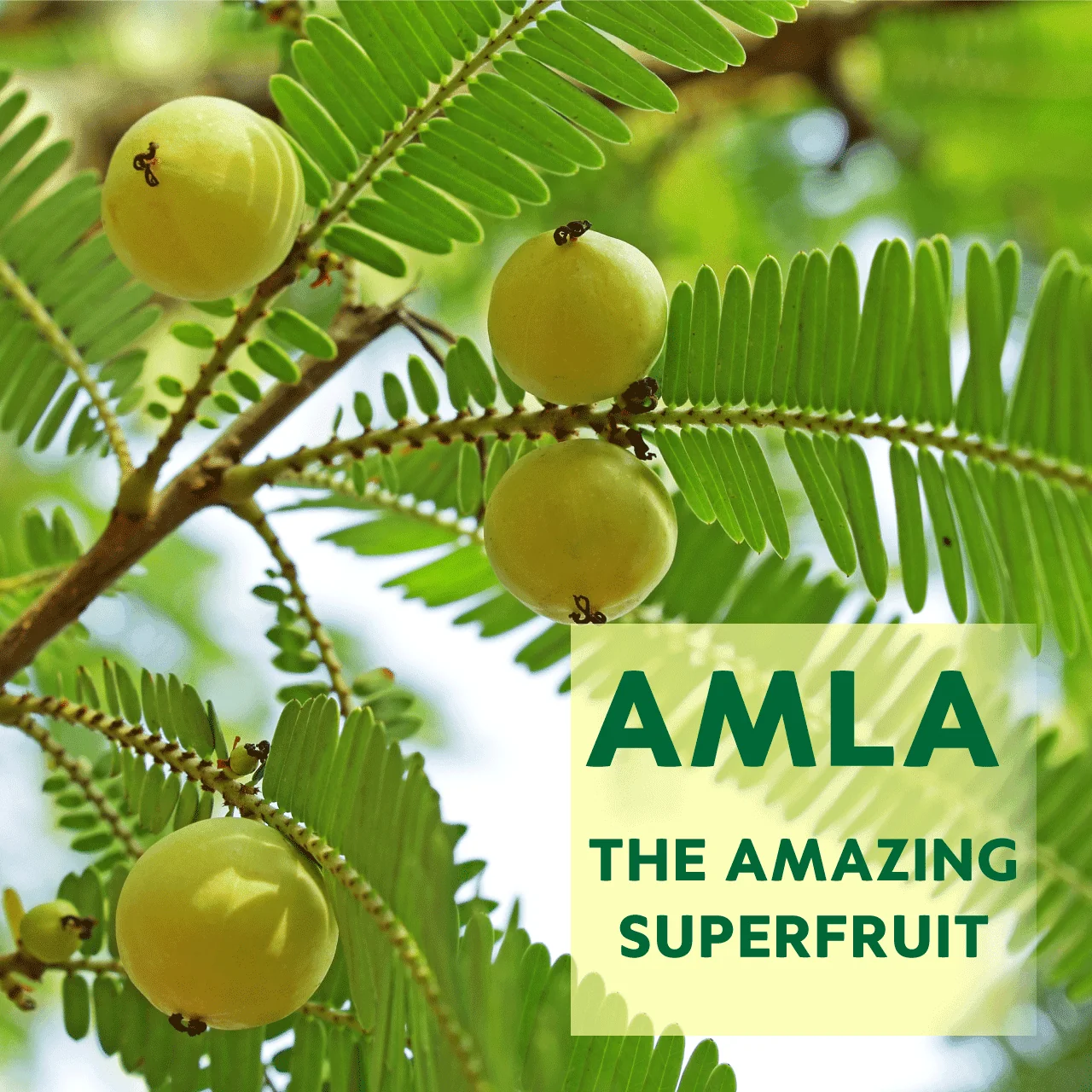 FREE GIFT: Amla Gummies I Vegan Gummies with Plant-based Actives for Anti-aging Benefits, Healthy Skin, Digestion and Immunity - Image 4